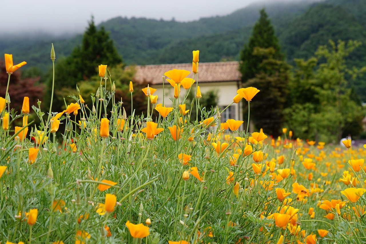 免流流量卡已实名- 雅思听力app详情下载教程